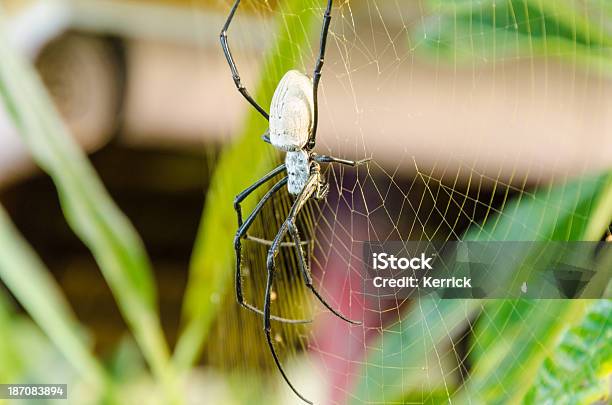 Nephila Edulis O Araña Australiana En Bali Foto de stock y más banco de imágenes de Animal - Animal, Animales cazando, Araña