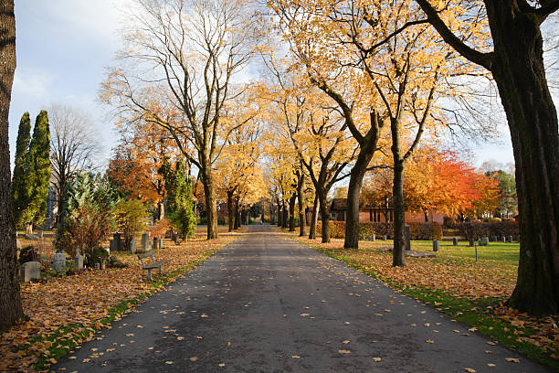 Cemetery in fall. Avenue of trees  on a graveyard in fall.  Oslo, Norway. norway autumn oslo tree stock pictures, royalty-free photos & images