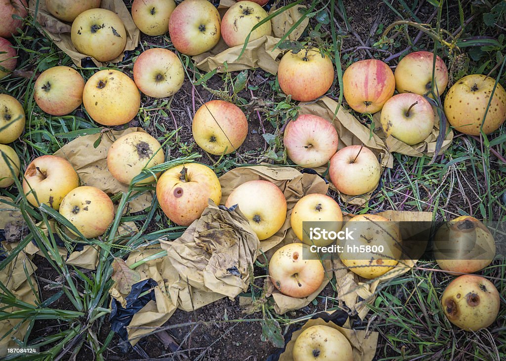 Powalone czerwone jabłka - Zbiór zdjęć royalty-free (Bez ludzi)