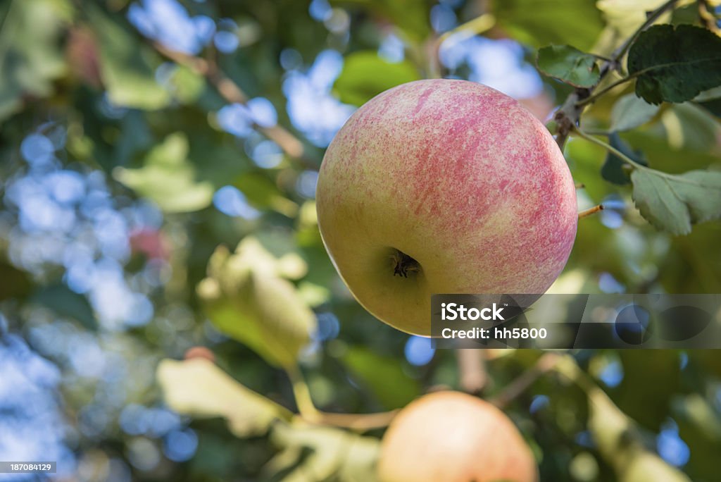 リンゴの木 - みずみずしいのロイヤリティフリーストックフォト