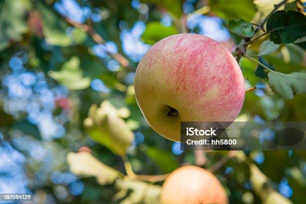 Jabłka Na Drzewo - zdjęcia stockowe i więcej obrazów Bez ludzi - Bez ludzi, Biologia - Nauka, Czerwony