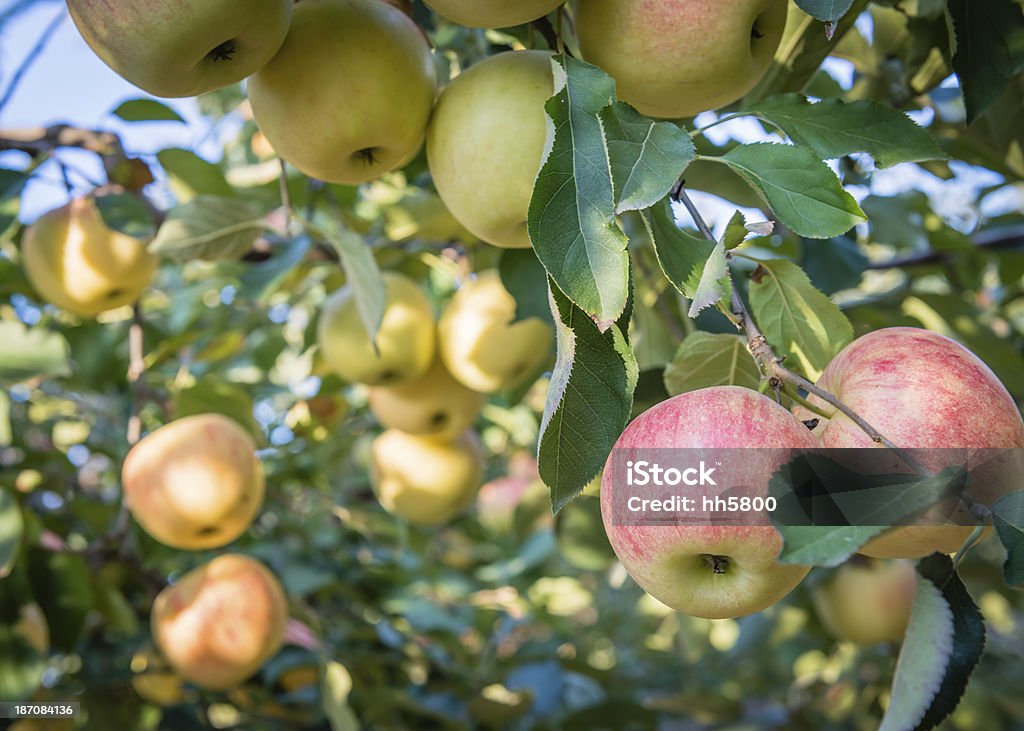 사과나무 과수원, 사과들 on 지점 - 로열티 프리 0명 스톡 사진