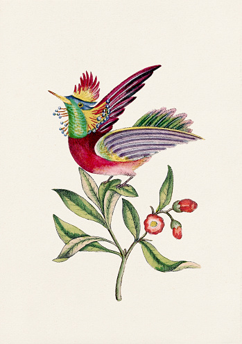Vintage Bird illustration. 19th-century highly-coloured bookplate from an enchanting book on caged birds, published in England. Circa 1830