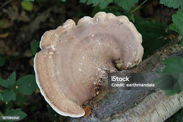 トルコテール真菌 - カラー背景のストックフォトや画像を多数ご用意 - カラー背景, カワラタケ, ソフトフォーカス