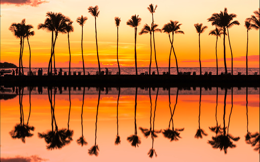 Hawaii Sunset Palm Trees