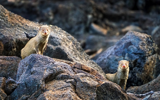 mongoose on the rocks