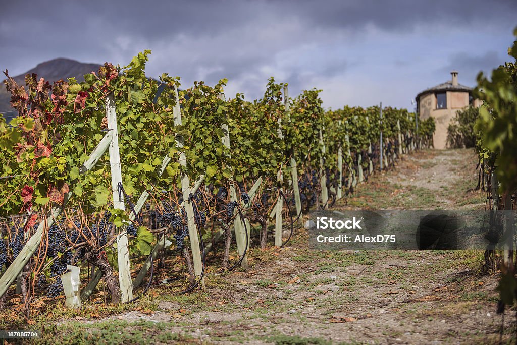 Rojo uvas en la vid - Foto de stock de Agricultura libre de derechos