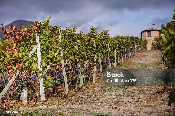 Rosso Uva Sulla Vite - Fotografie stock e altre immagini di Agricoltura - Agricoltura, Agricoltura biologica, Albero