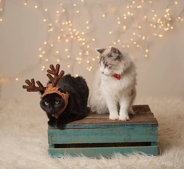 istock Cats Posing for Christmas Portrait 187085729