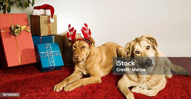 Christmas Psów - zdjęcia stockowe i więcej obrazów Czerwony dywan - Czerwony dywan, Boże Narodzenie, Pies