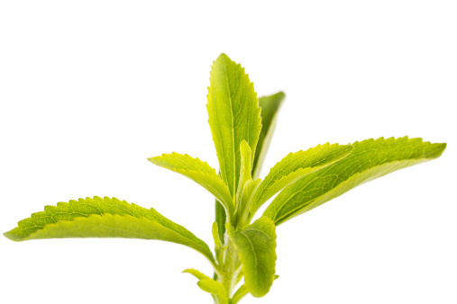 natural sweetener - stevia rebaudiana (herb) isolated on white 