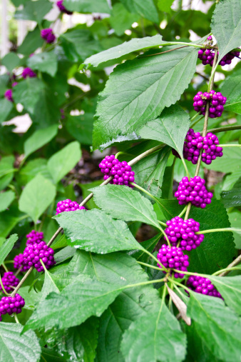 An American Beauty Berry shrub (Callicarpa) with sharpest focus on the the left branch, top clump of berries, in the middle of the image. I believe it is two words, but the keywording would only allow one word spelling.