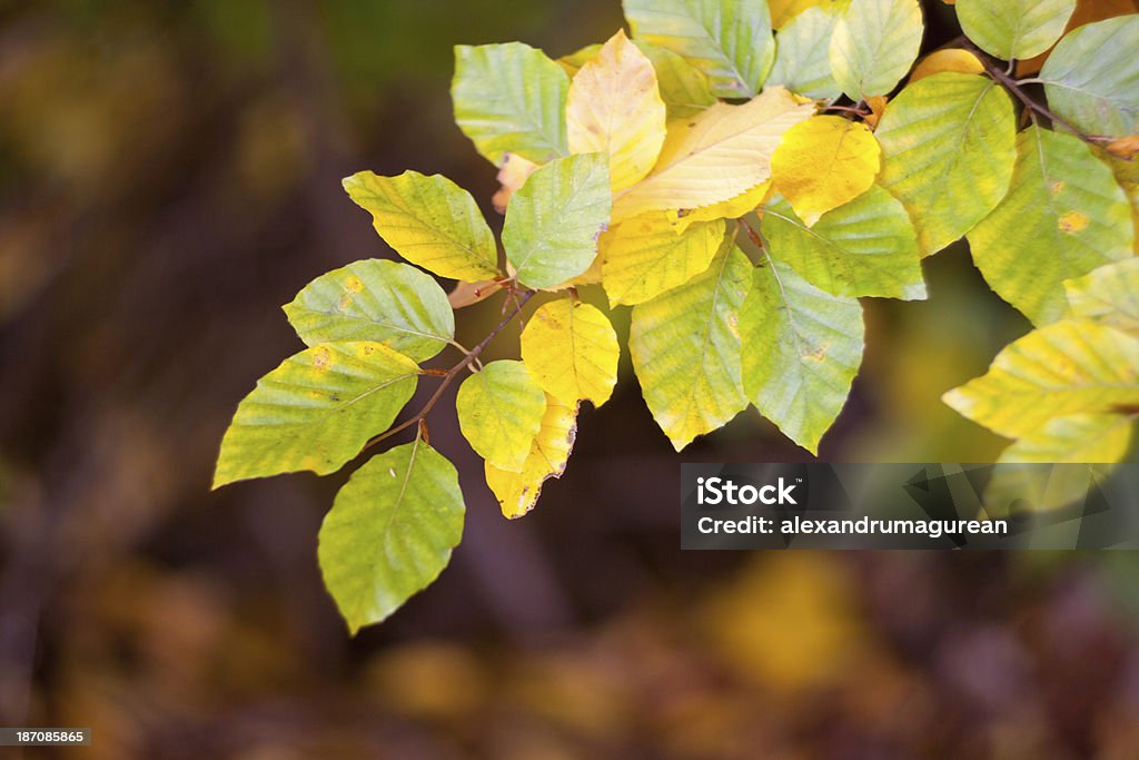 Foglie d'autunno - Foto stock royalty-free di Albero