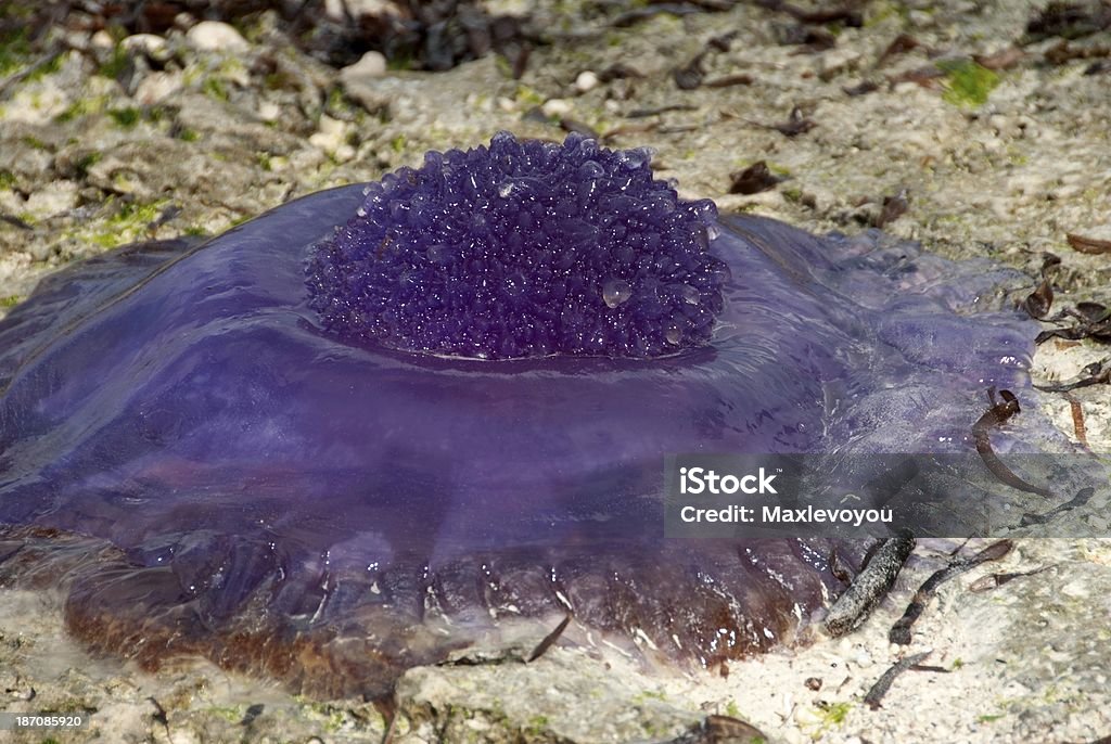 Фиолетовый Медуза - Стоковые фото Жало роялти-фри