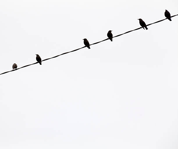 istock Six birds on a telephone wire 187086069