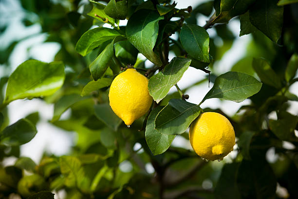 Fresh fruit grows on the orchard grove in California, USA