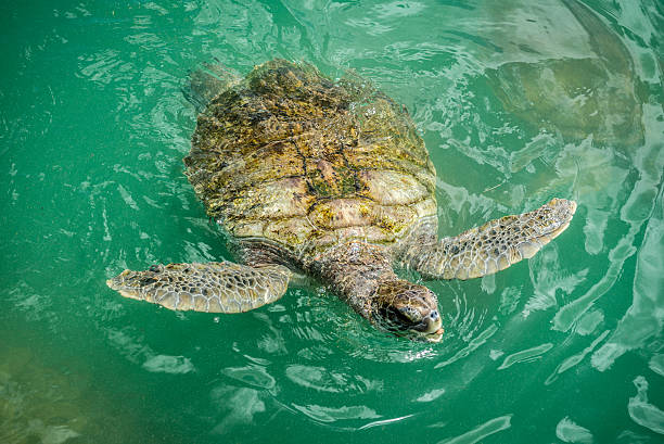 istock Green Sea turtle in The Water 187086463