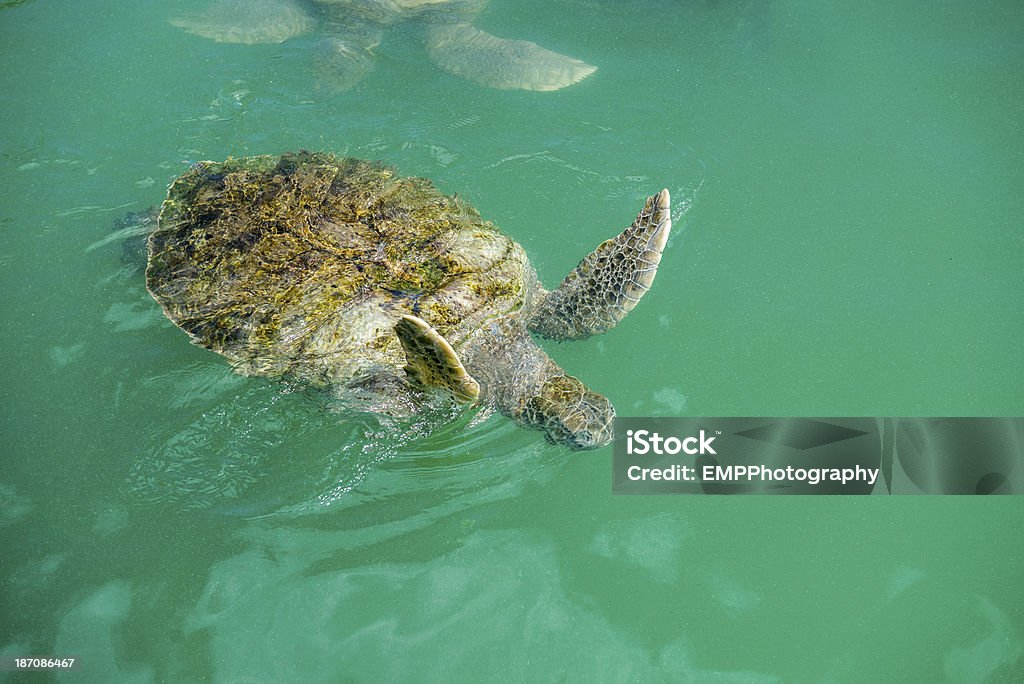 緑海亀の真ん中でひと泳ぎ - アオウミガメのロイヤリティフリーストックフォト