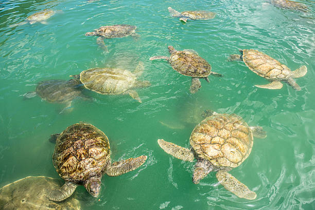istock Group of Swimming Sea Turtles 187086471