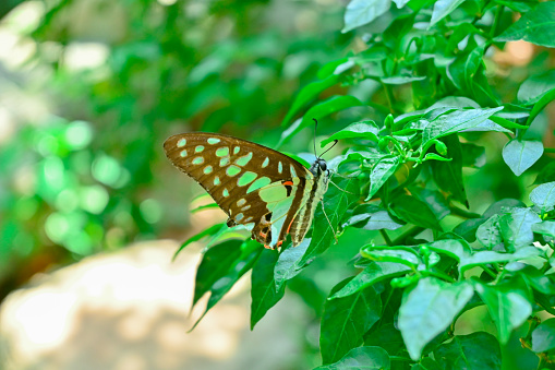 A beautiful Tailed Jay (graphium agamemnon) butterfly, resting on a leaf. Shot with a Canon 5D Mark iv.