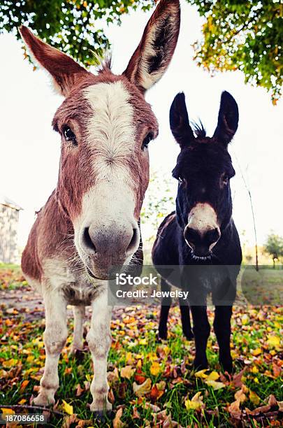 특이한 Donkeys 두 0명에 대한 스톡 사진 및 기타 이미지 - 0명, 가을, 가축