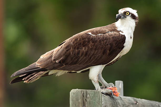 Osprey eating trout on a fence. stock photo