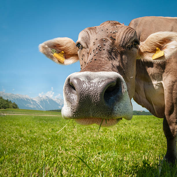 Curious cow looking into the camera stock photo