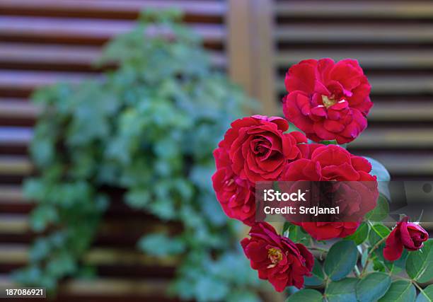 Photo libre de droit de Rose Rouge banque d'images et plus d'images libres de droit de Amour - Amour, Beauté de la nature, Botanique