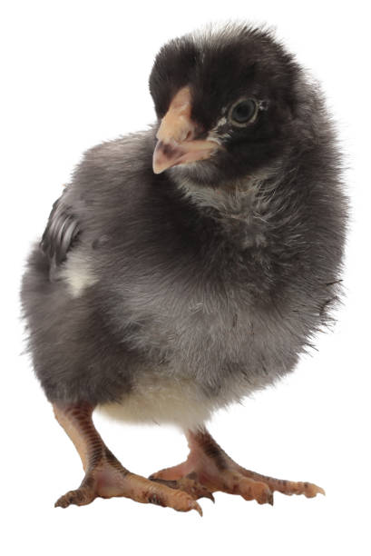 istock Baby Dominique chicken chick 1870870783