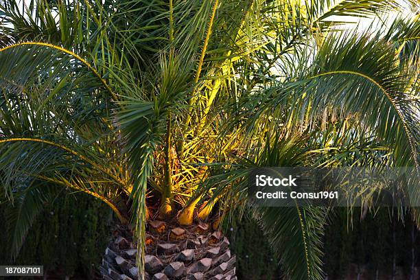 Palm Foto de stock y más banco de imágenes de Aire libre - Aire libre, Anochecer, Costa dorada