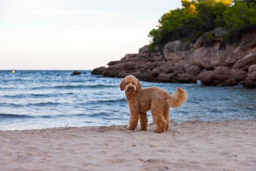 Young dog breed poodle discovering the beach for the first time. Gold Coast beach near the resort town of Ametlla de Mar, in the province of Tarragona, Catalonia, Spain.