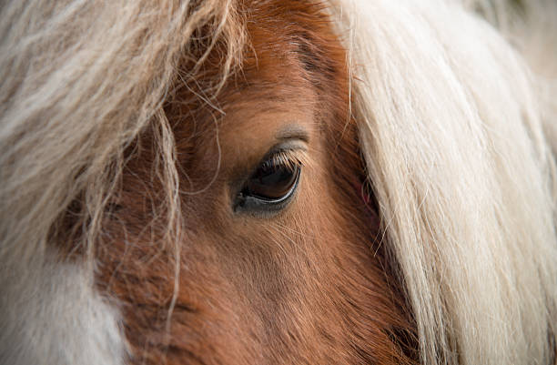 nahaufnahme eines pferdes eye - recreational horseback riding beauty in nature blond hair chestnut stock-fotos und bilder