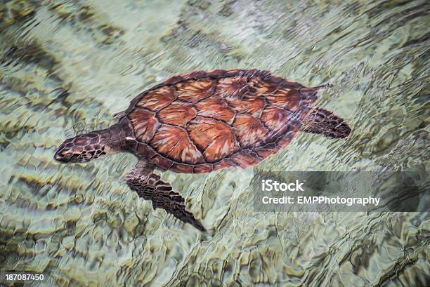 Colorido Tartaruga Marinha Verde - Fotografias de stock e mais imagens de Anfíbio - Anfíbio, Animal, Animal selvagem