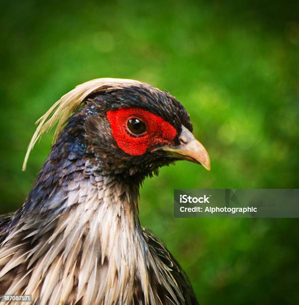 Fagiano Kalij - Fotografie stock e altre immagini di Animale - Animale, Animale maschio, Animale selvatico