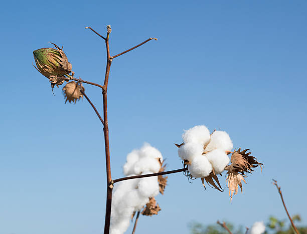 istock Cotton plant on clear blue sky 187087638