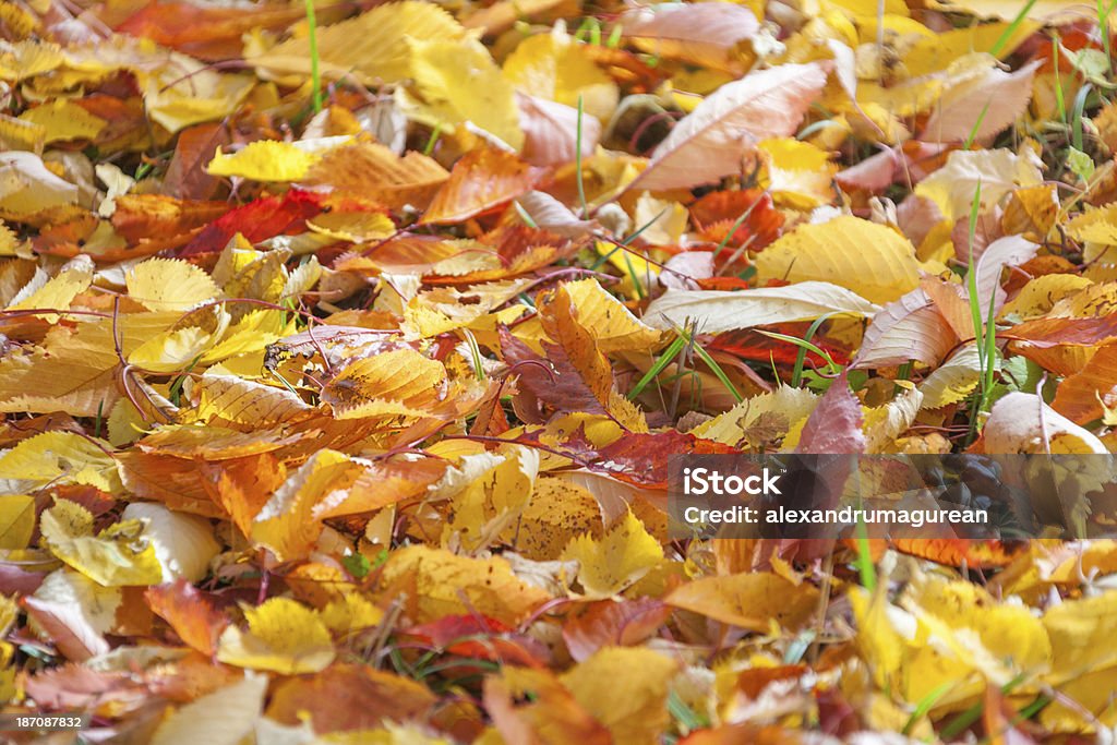 Осенние листья - Стоковые фото Абстрактный роялти-фри