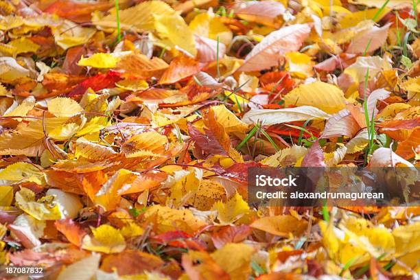 Осенние Листья — стоковые фотографии и другие картинки Абстрактный - Абстрактный, Без людей, Время года