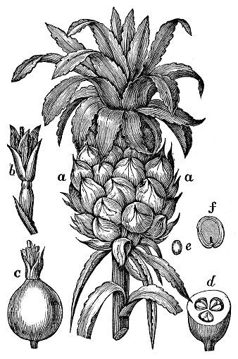 Antique illustration of pineapple