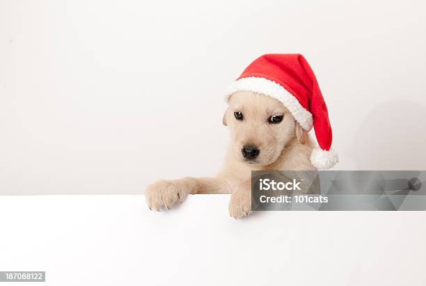 Santa Cucciolo Di Golden Retriever - Fotografie stock e altre immagini di Abbigliamento per animali domestici - Abbigliamento per animali domestici, Animale, Animale da compagnia