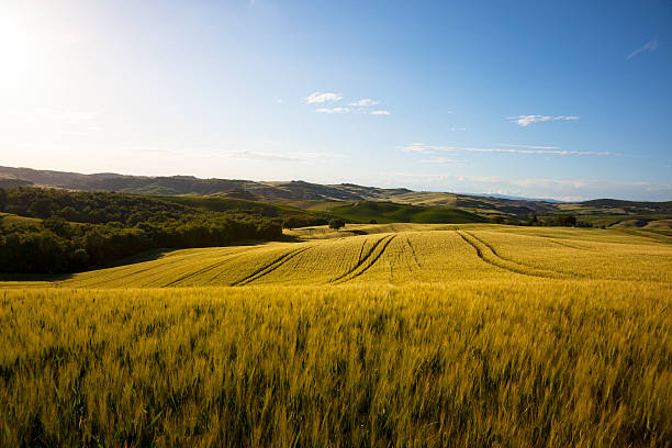 istock Tuscan landscape in yellow sunset light 187088156