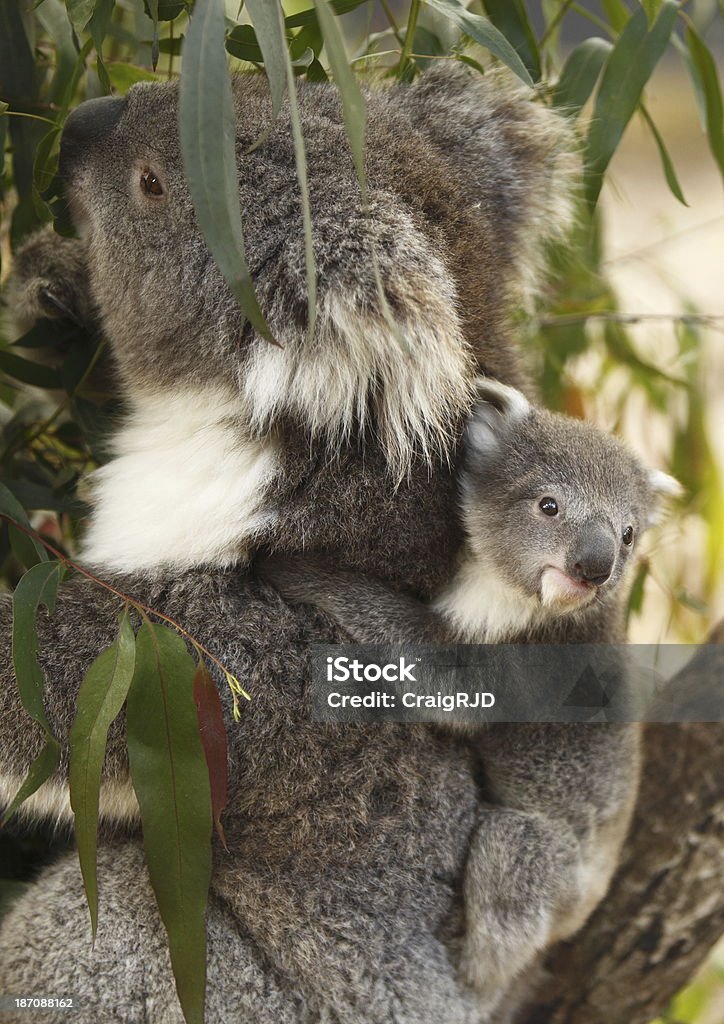 Koala Joey - Foto stock royalty-free di Ambientazione esterna