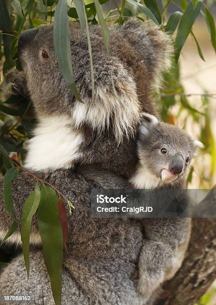 Koala Joey - Fotografie stock e altre immagini di Ambientazione esterna - Ambientazione esterna, Animale, Animale selvatico