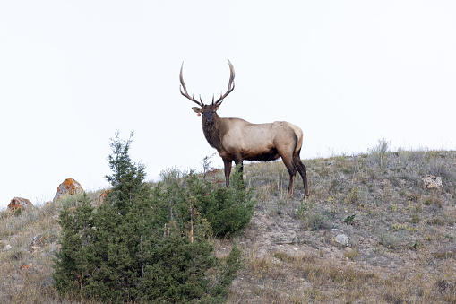 Bull elk resting on hill top in the Yellowstone Ecosystem in western USA of North America. Nearest cities are Gardiner, Cooke City, Bozeman, Billings Montana, Salt Lake City, Utah, Denver, Colorado, Jackson and Cody, Wyoming.