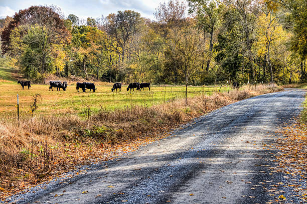 istock Cattle Grazing on an Autumn Morning -- HDR 187088648