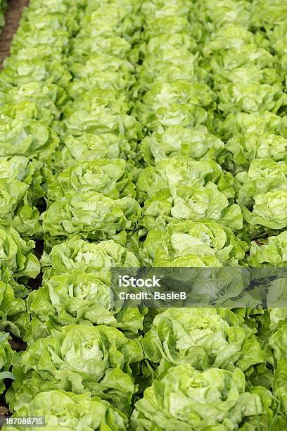 Salat Stockfoto und mehr Bilder von Blatt - Pflanzenbestandteile - Blatt - Pflanzenbestandteile, Blattgemüse, Buttersalat