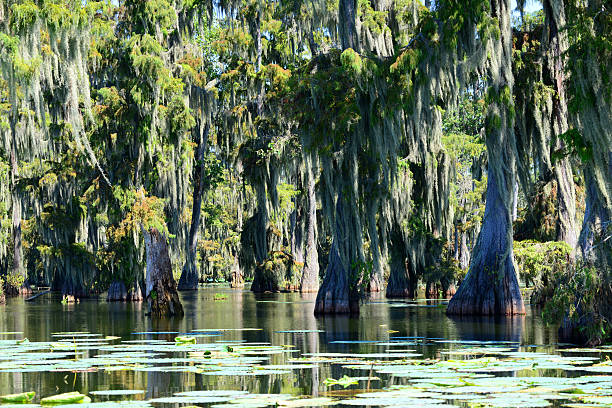 Swamp in the Sunlight stock photo