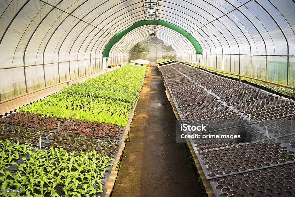 Hydroponic vegetable in a garden. Young plants growing in a very large plant nursery in the north thailand Agricultural Field Stock Photo