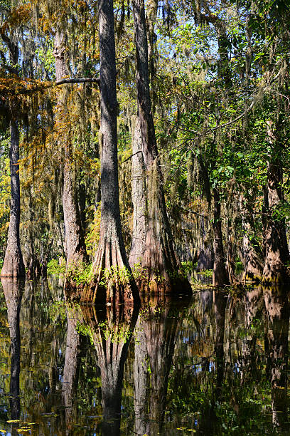 istock Louisiana Swamps 187089158
