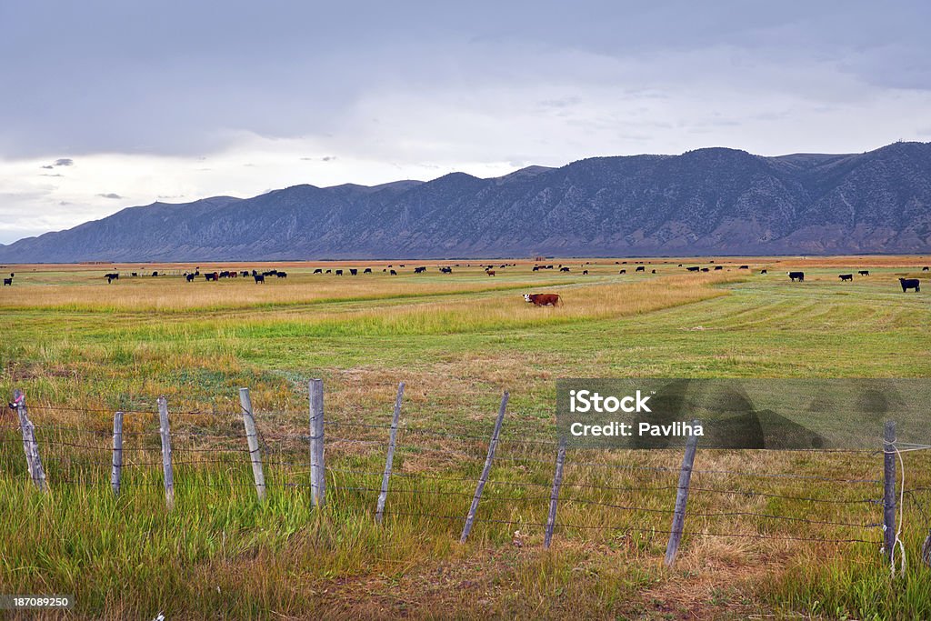 Cattle on Pastures by Road 16 Utah USA Cattle in Utah, Western USA. Agriculture Stock Photo