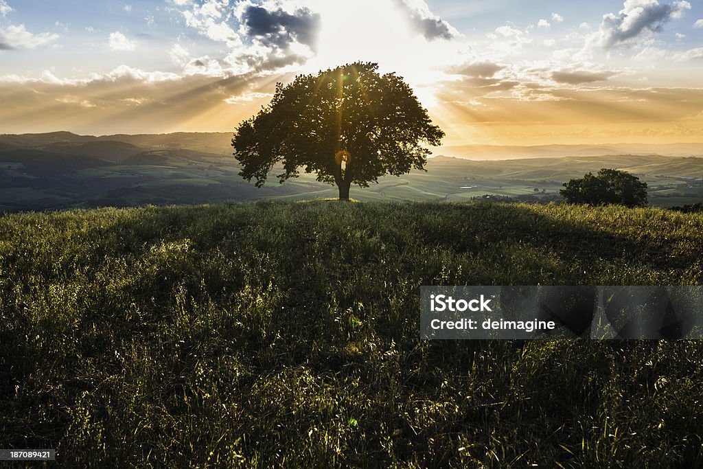 Singolo albero sulle colline toscane - Foto stock royalty-free di Albero